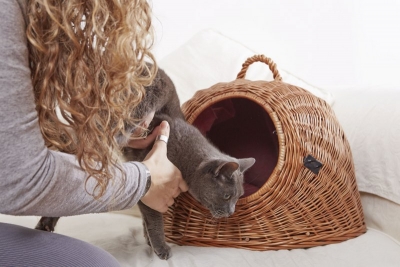Mit der richtigen Vorbereitung kann man der Katze helfen, die Transportbox stressfrei und ohne Angst zu akzeptieren.